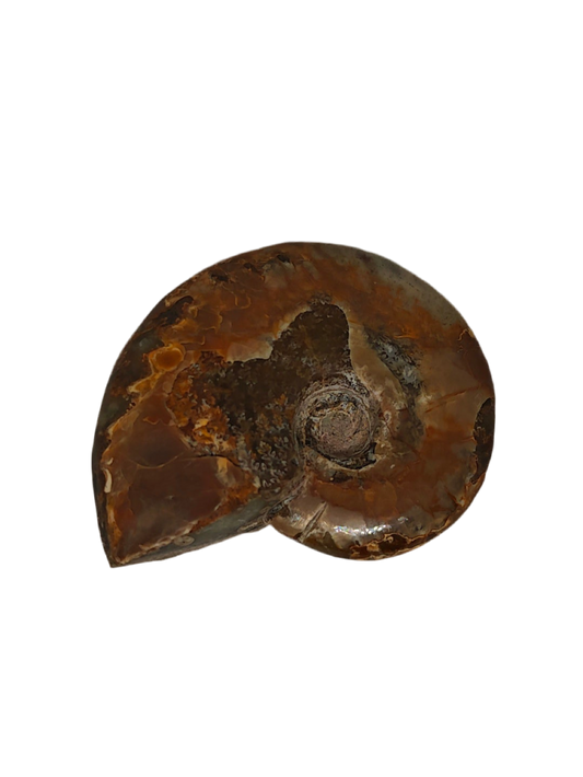Whole Ammonite 2”