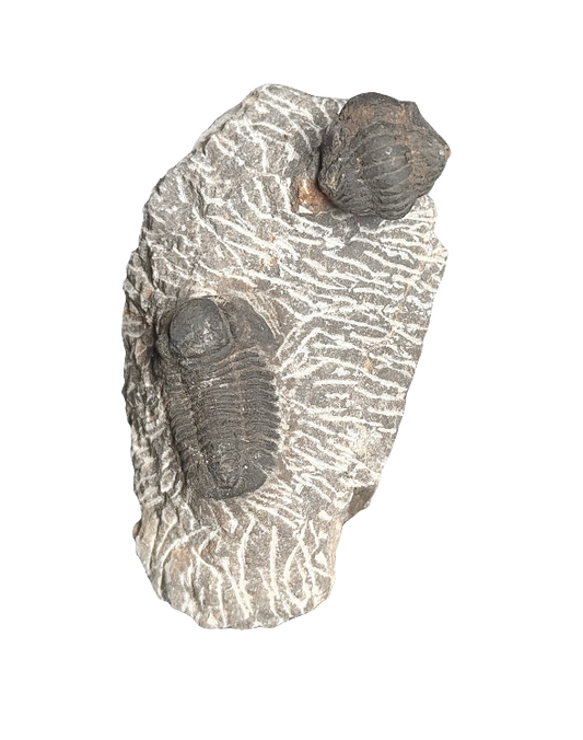 Double Trilobite Fossil