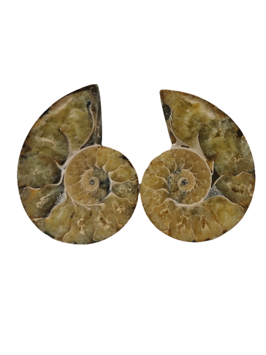 2.5"  Split Ammonite