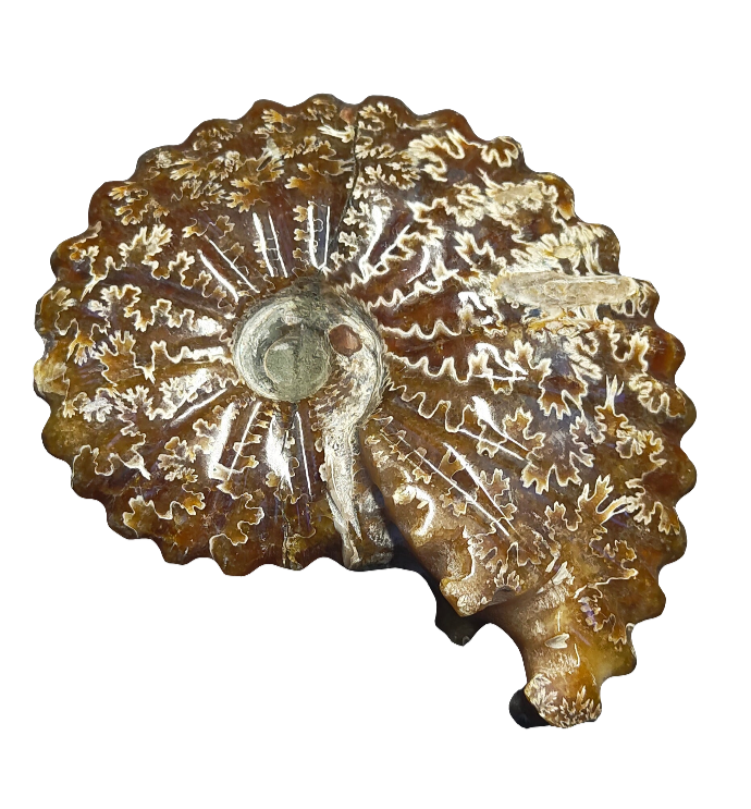 Ammonite Fossil 5.5"