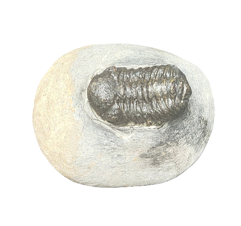 Trilobite Fossil 3.5”