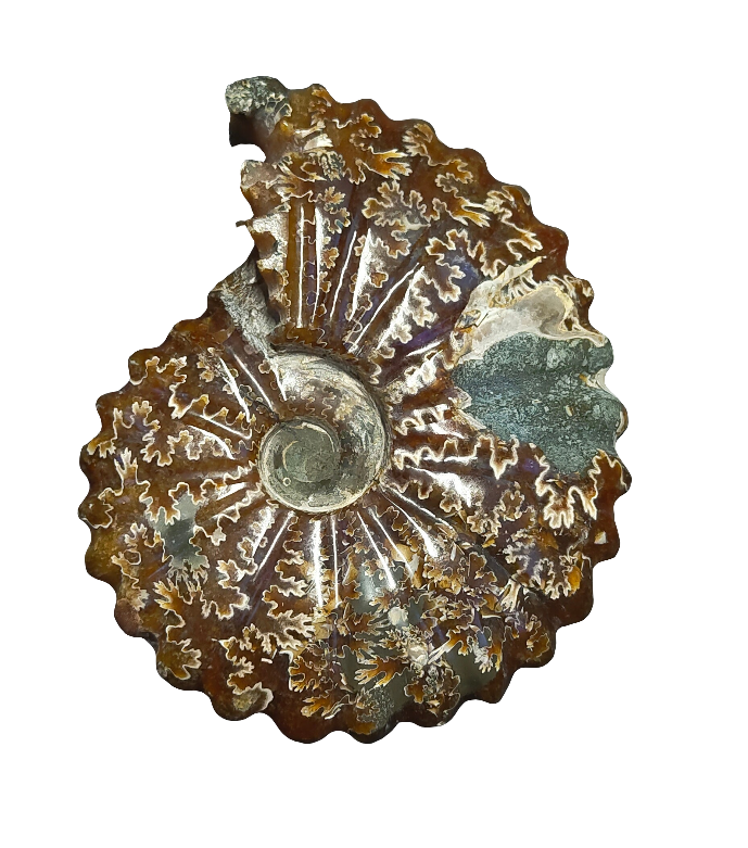 Ammonite Fossil 5.5"