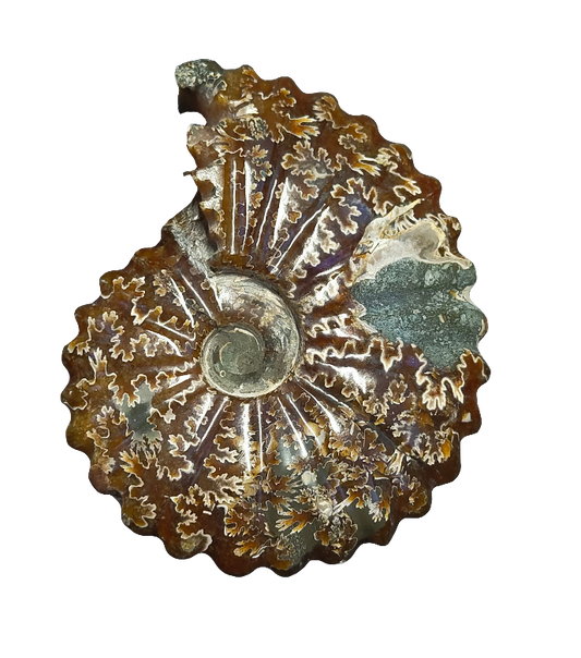 Ammonite Fossil 5.5"