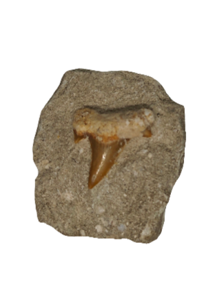 Shark Tooth in Matrix