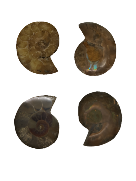 1.25" Split Ammonite