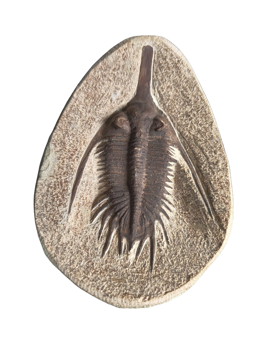 Trilobite Fossil