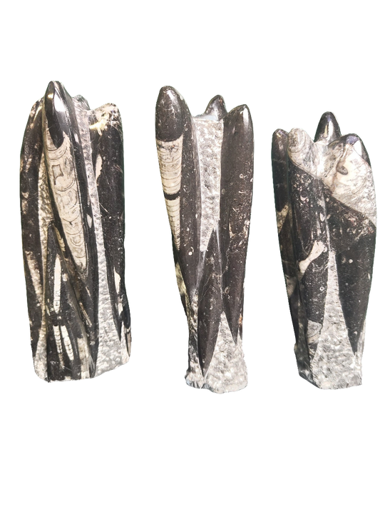 Orthoceras Fossil Tower