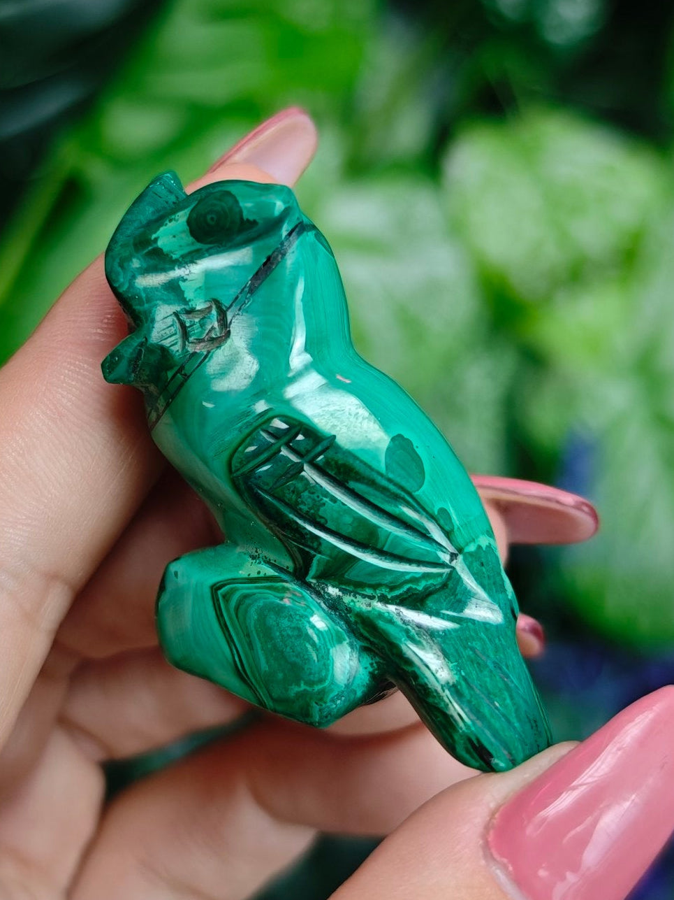 Malchite Owl