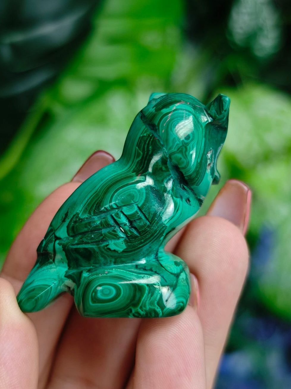 Malchite Owl