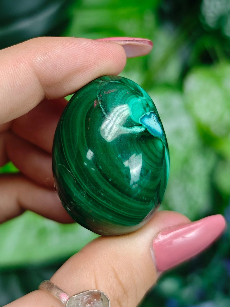 Malacholla Egg