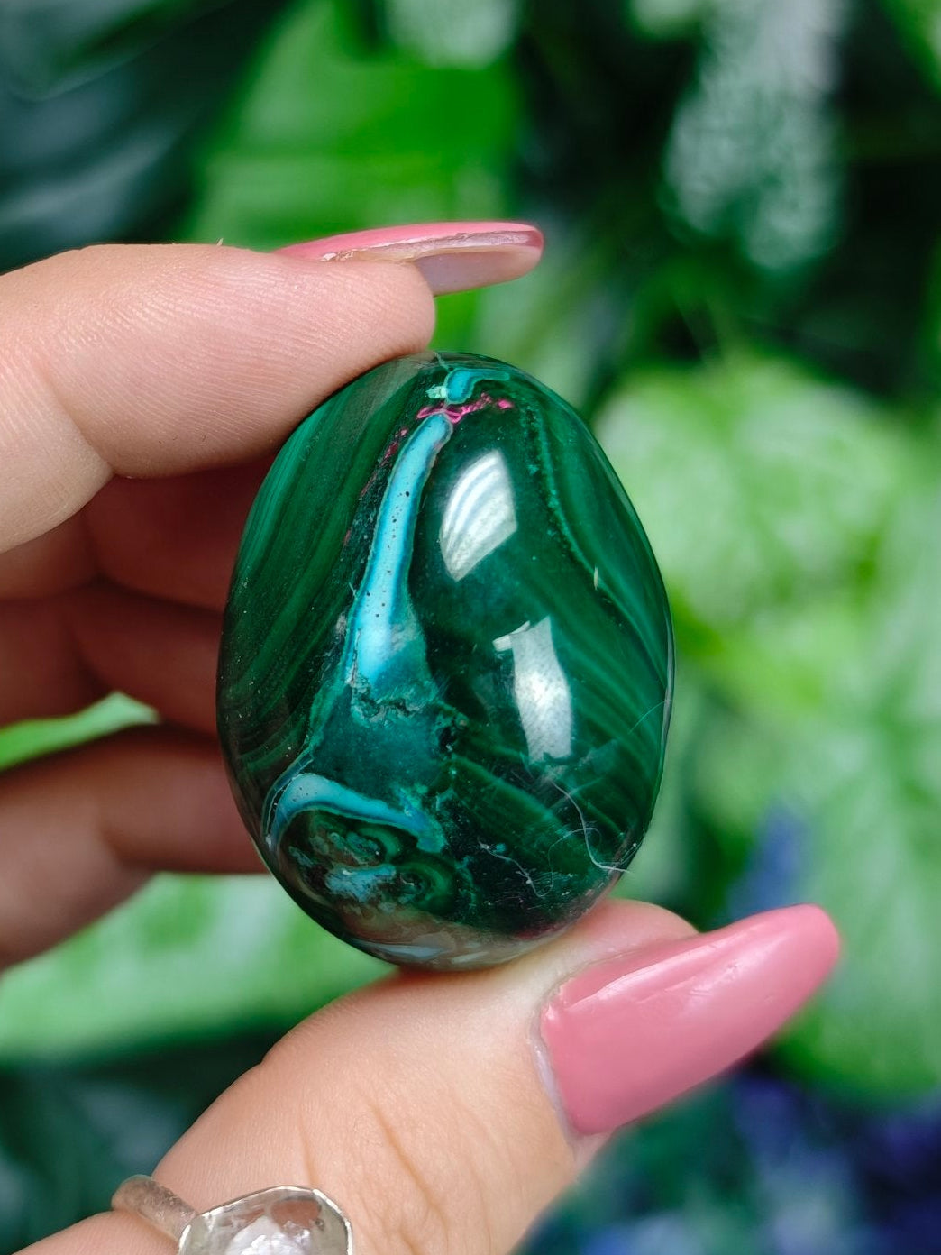Malacholla Egg