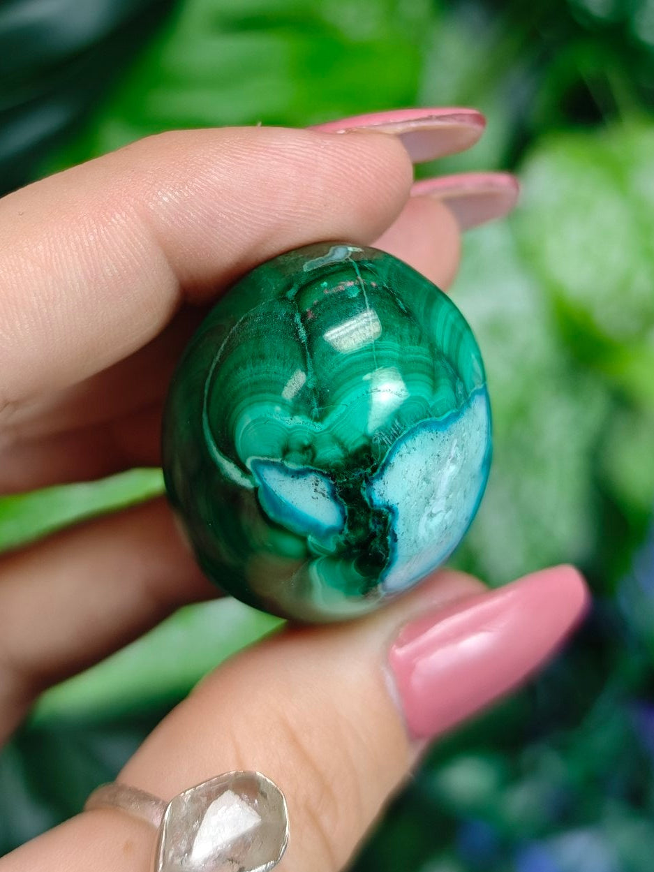Malacholla Egg