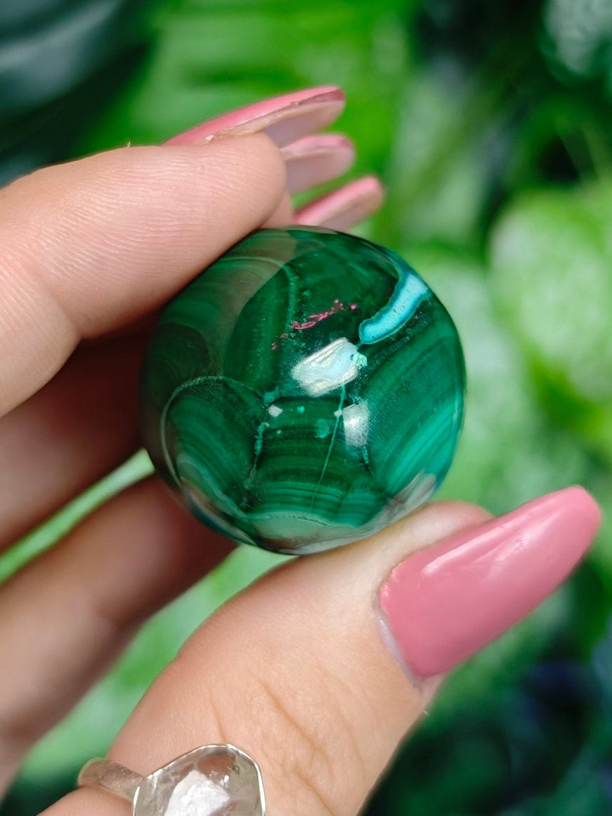 Malacholla Egg