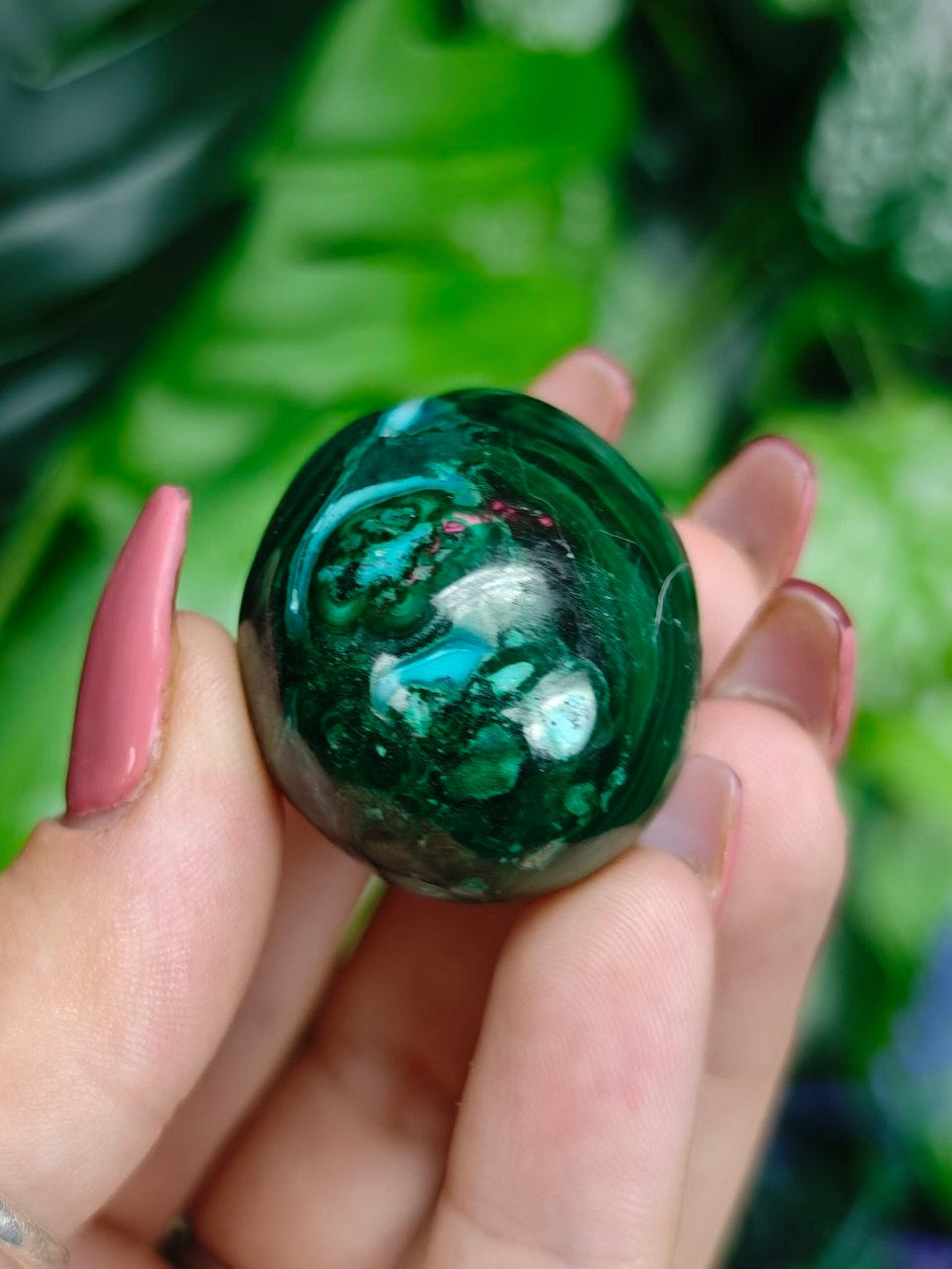 Malacholla Egg