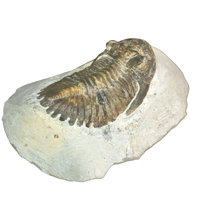 Large Trilobite Fossil 4.5”