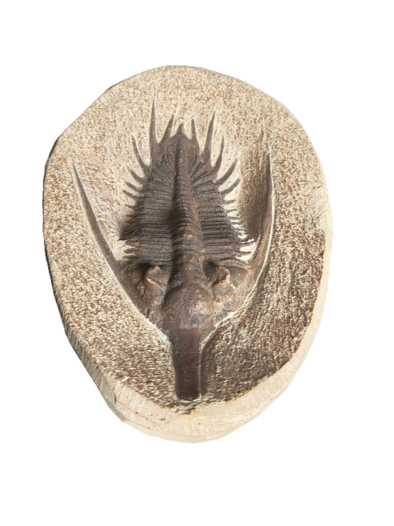 Trilobite Fossil
