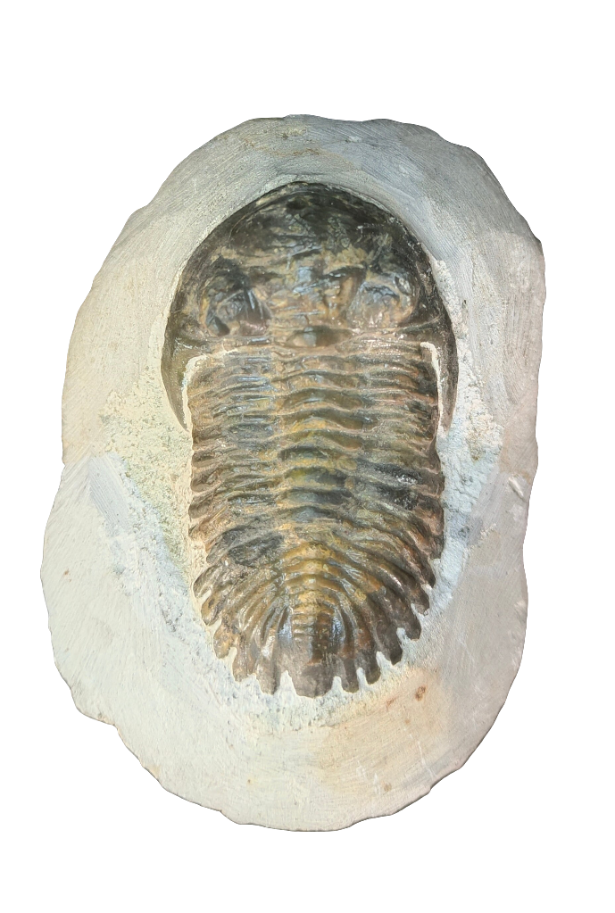 Large Trilobite Fossil 4.5”