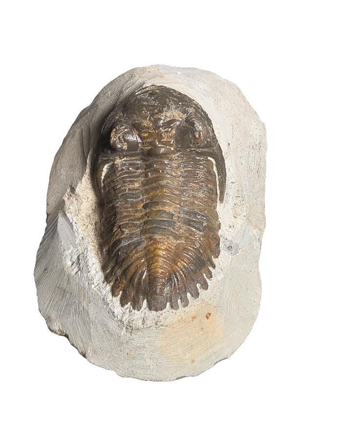 Large Trilobite Fossil 4.5”