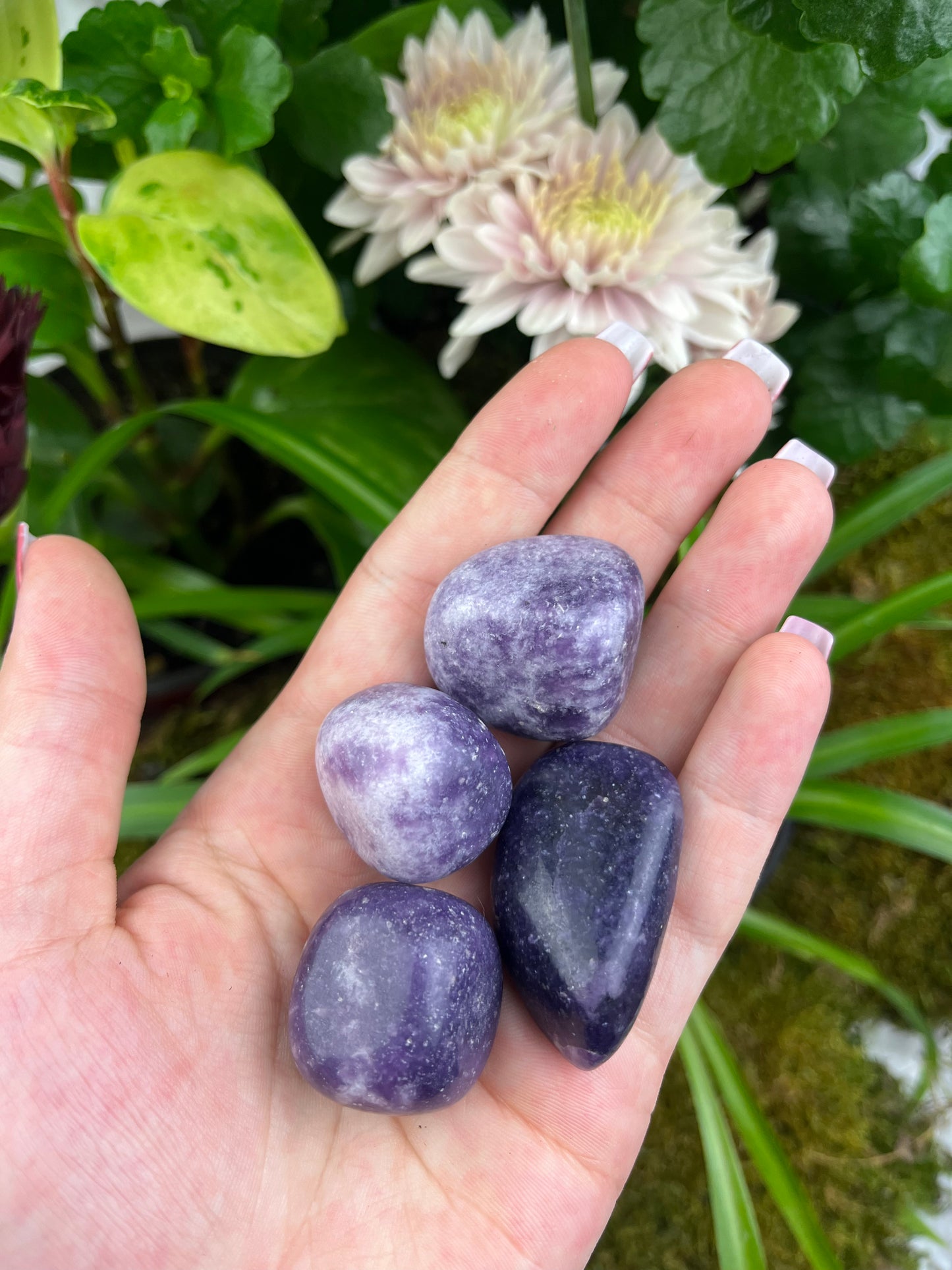 Lepidolite Tumbled Stone